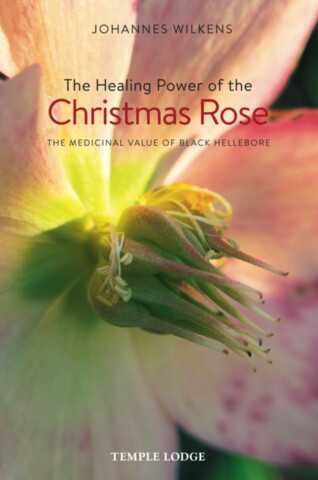 The Healing Power of the Christmas Rose