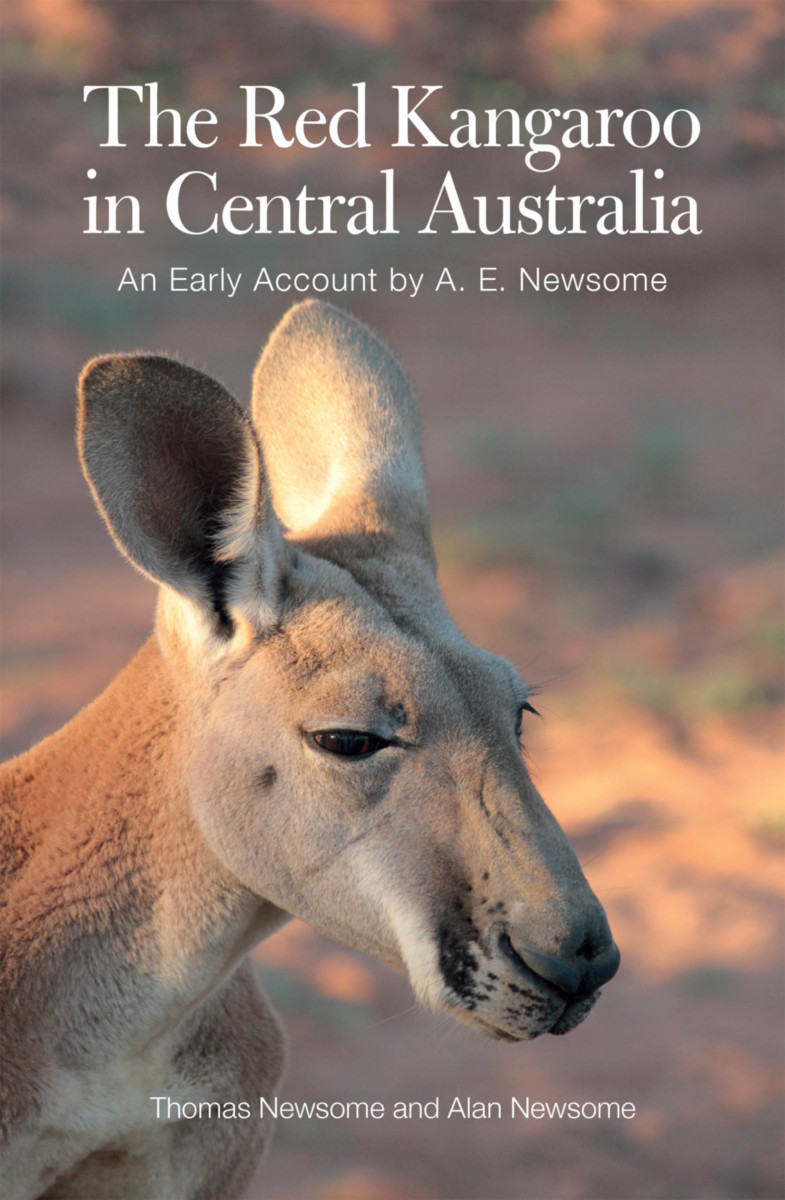 teenagere Tredive Prøve The Red Kangaroo in Central Australia